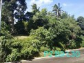 Photo 7 of Residential Farm Lot in Leisure Farms, Lemery Batangas (15 minutes away from Tagaytay)